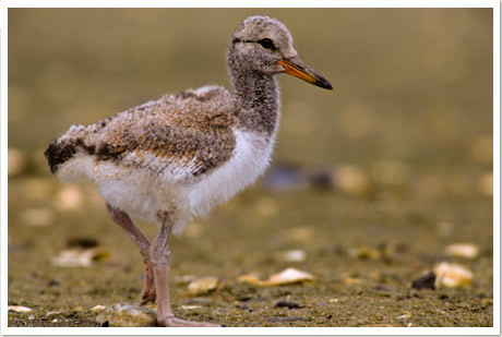 oystercatcher
