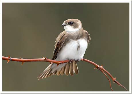 bank swallow