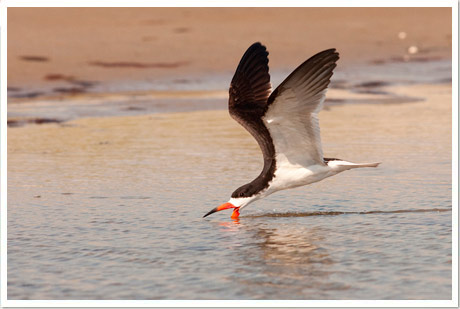 skimmer 2