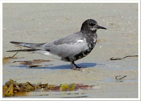 blk tern