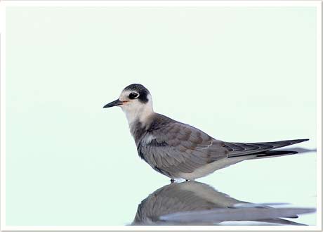 blk tern
