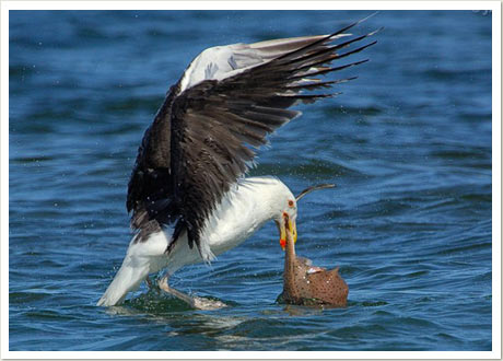 great blk gull