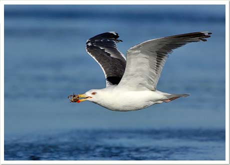 great blk gull