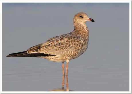 herring gull
