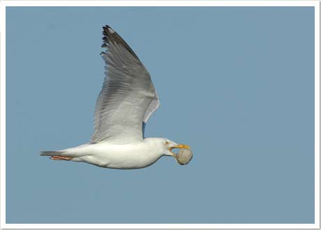 herring gull