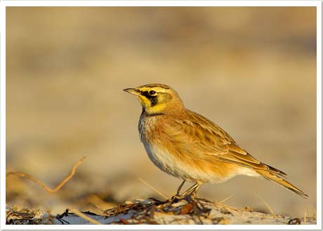 horned lark