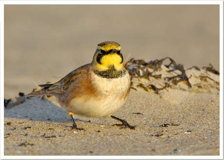 horned lark