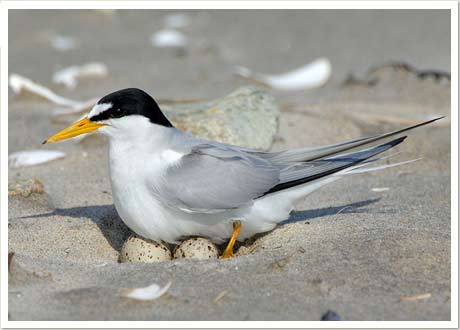 least tern