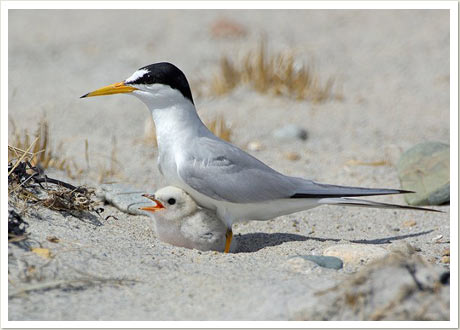 least tern