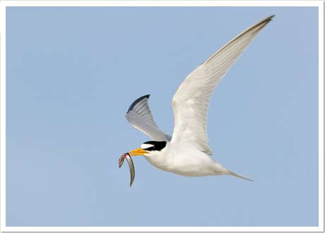 least tern
