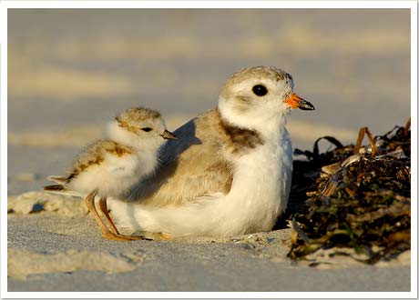 piping plover