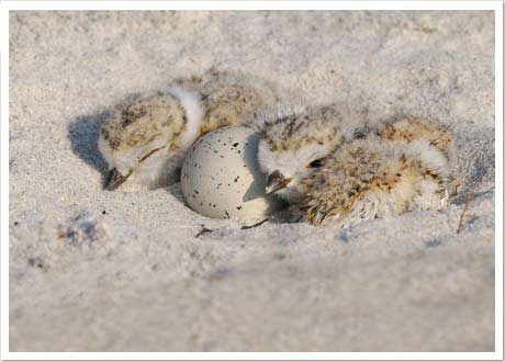 piping plover