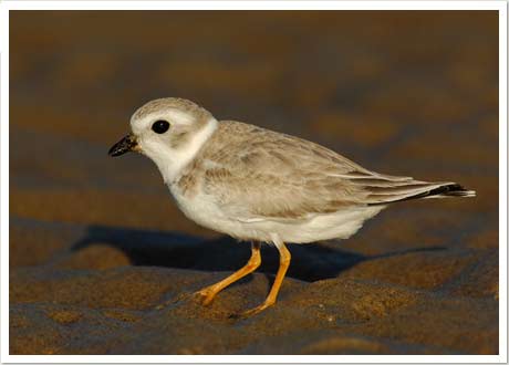 piping plover