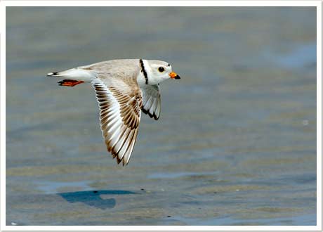 piping plover