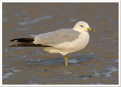 ring billed gull