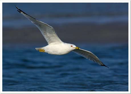 ring billed gull