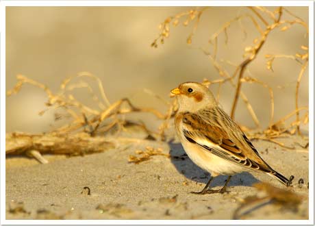 snow bunting