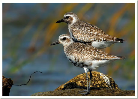 bb plover