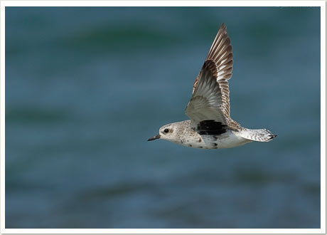 bb plover