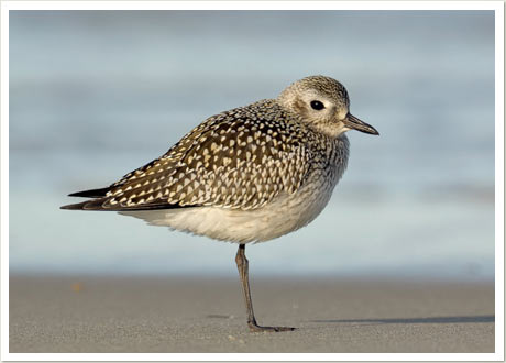 bb plover