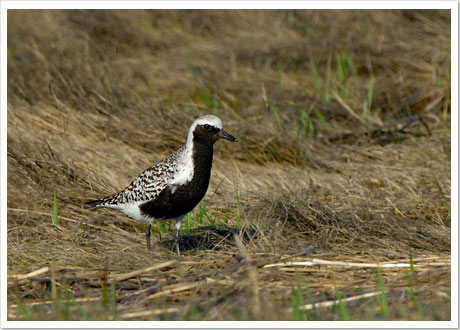 bb plover