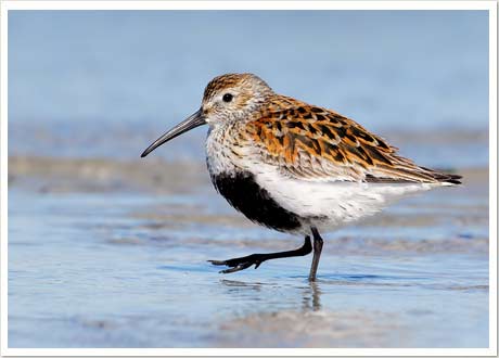 dunlin