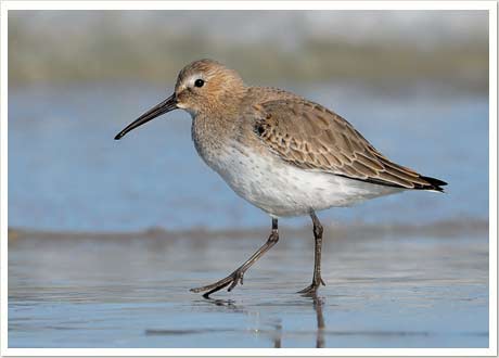 dunlin