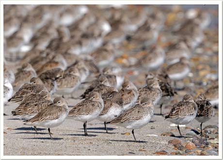 dunlin