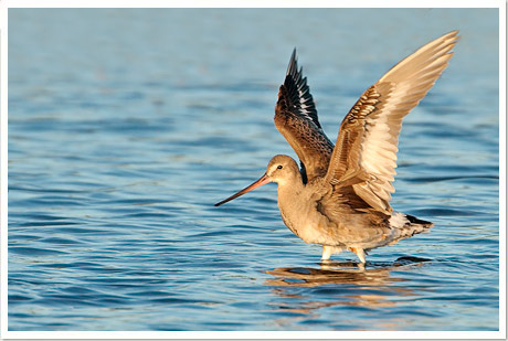 hudsonian godwit