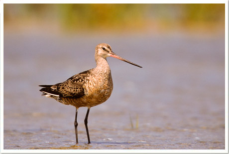 hudsonian godwit