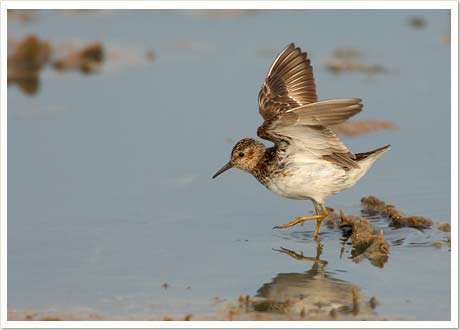 least sandpiper