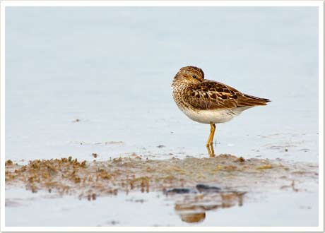 least sandpiper