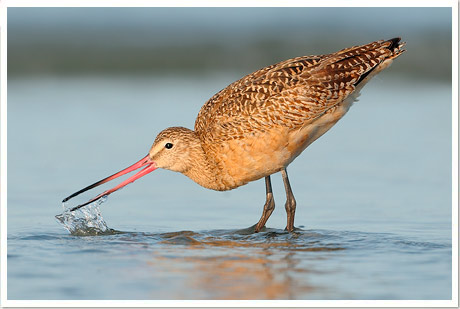 marbled godwit