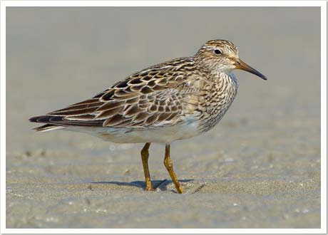 pectoral sandpiper