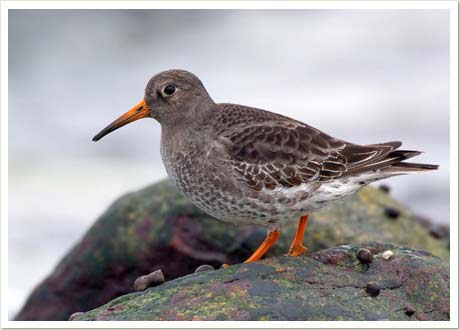 purple sandpiper