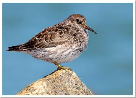 purple sandpiper