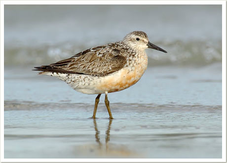 red knot