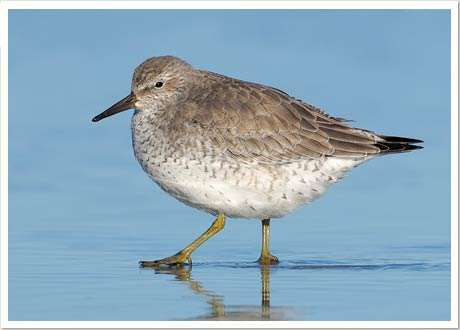 red knot