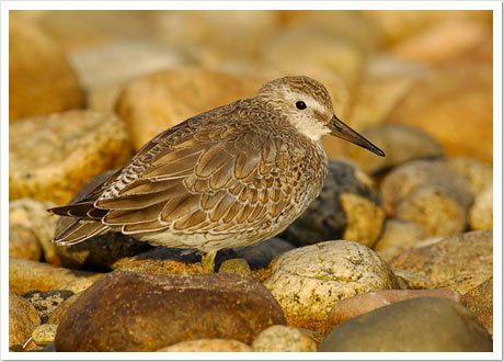 red knot