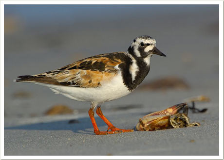 ruddy turnstone