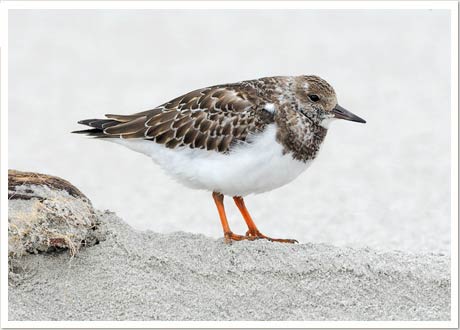 ruddy turnstone