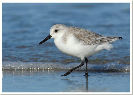 sanderling