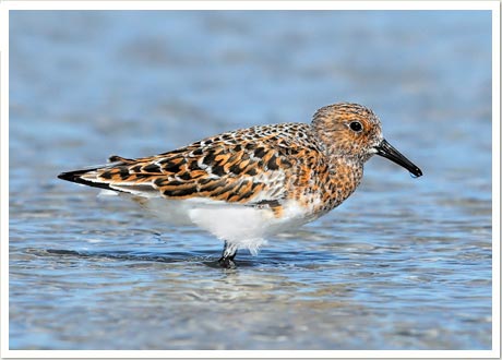 sanderling