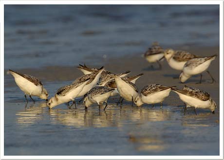 sanderling