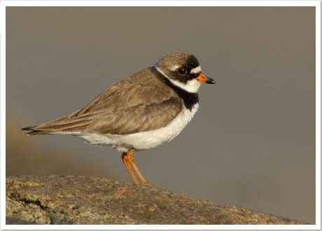 semi plover