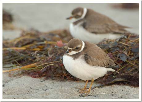 semi plover
