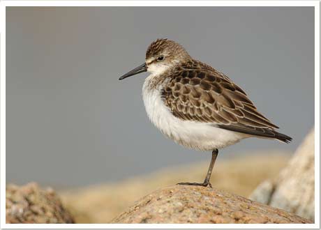 semi palm sandpiper