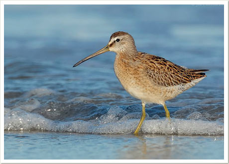 dowitcher