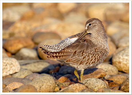 dowitcher