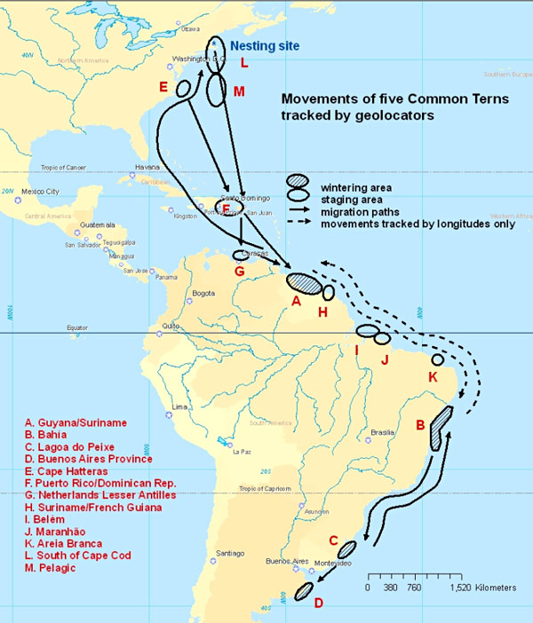 tern-geolocator-map